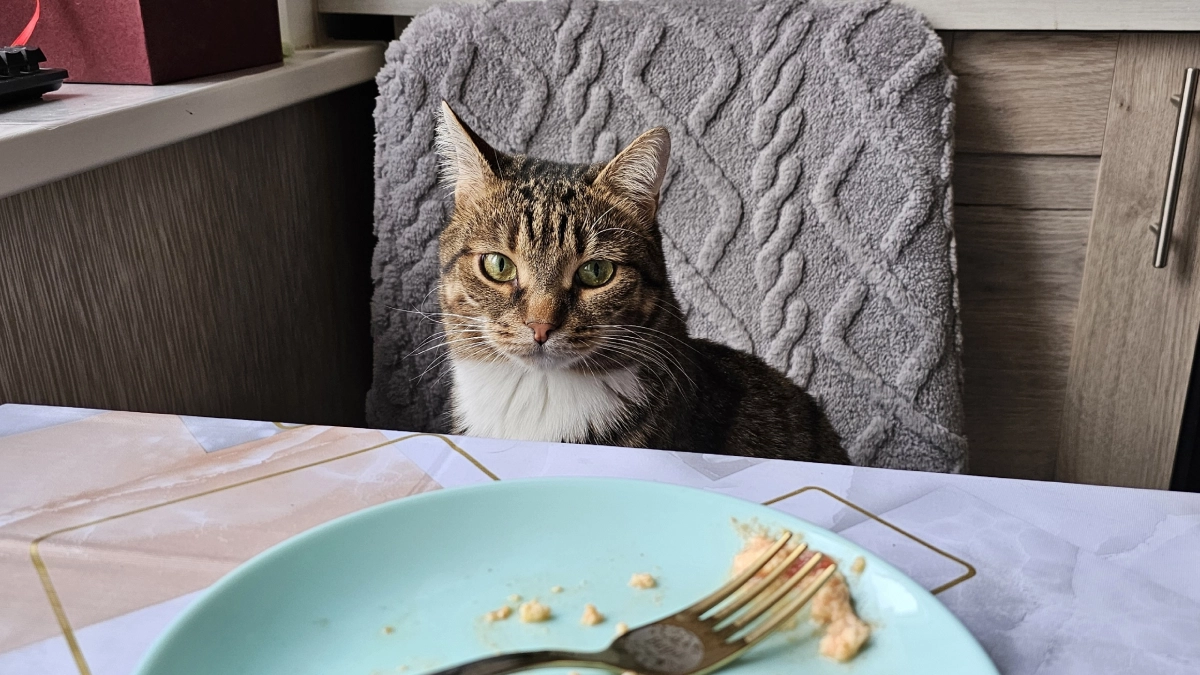 Как нельзя называть кошку: клички для пушистиков, которых лучше избегать