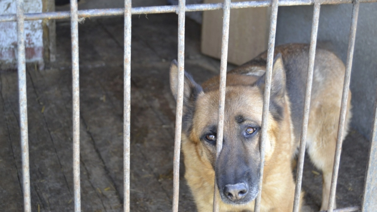 В Кировской области собака покусала 11-летнего ребенка из-за халатности хозяина