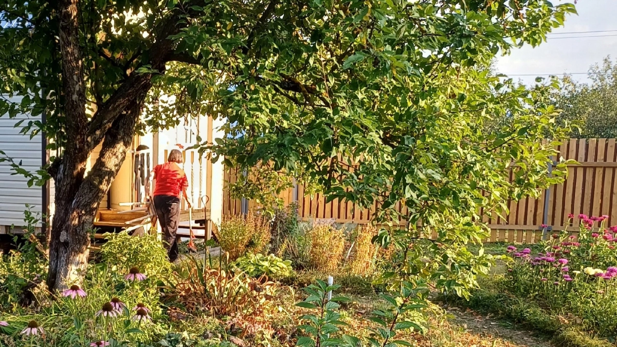 8 деревьев, которые не стоит сажать рядом с домом - чтобы потом не жалеть. Запомните этот список