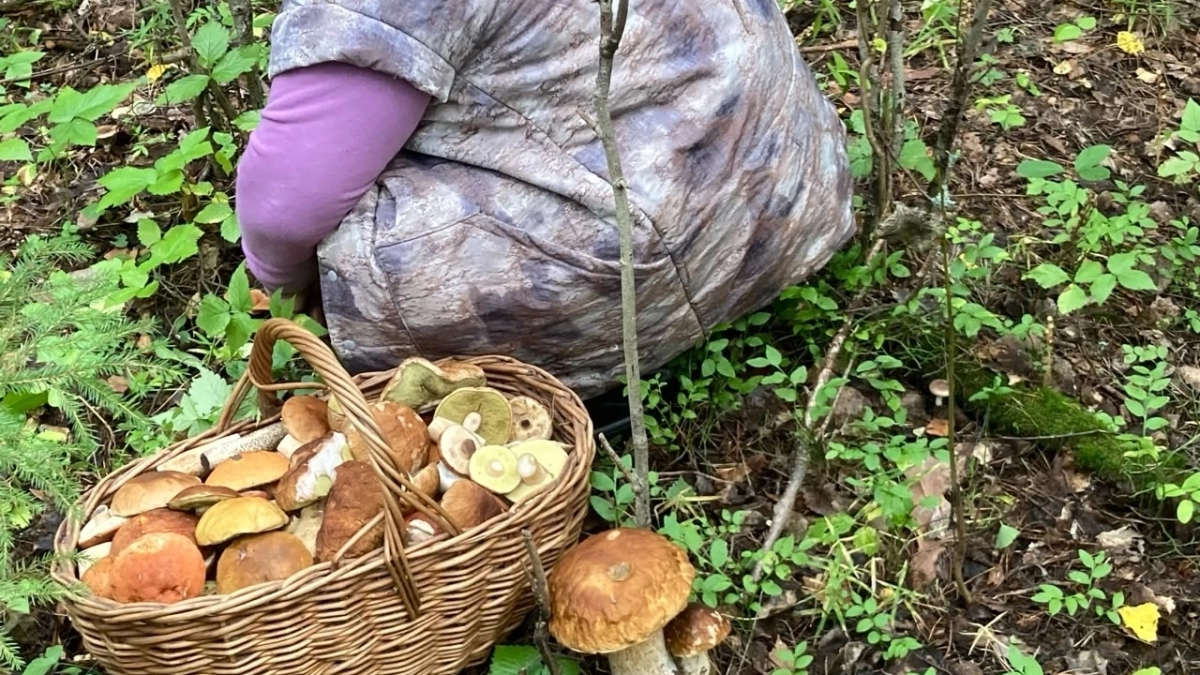 Как найти место в лесу, где грибы растут, как картошка: соберете по 5 ведер за час - запомните эти советы