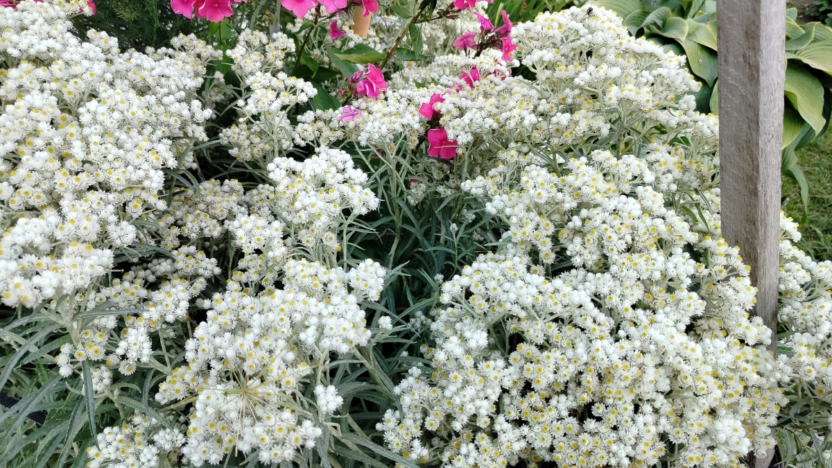 Нашла эффектный многолетник, цветущий до осени: пышное облако без хлопот