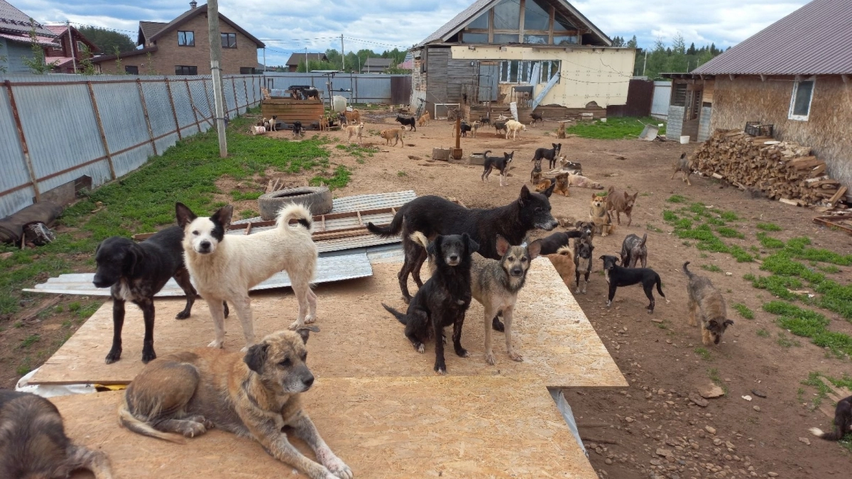 В Слободском районе судебные приставы заставили семью вывезти из дома 100 собак