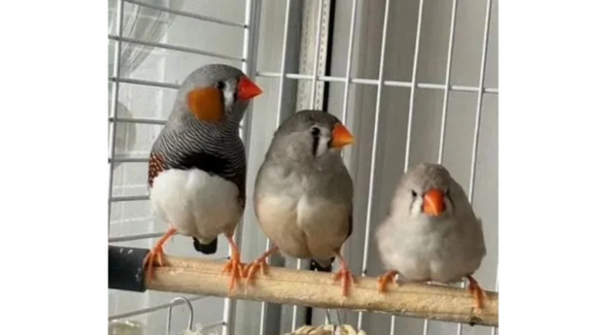 В Кирове продают зебровую птицу