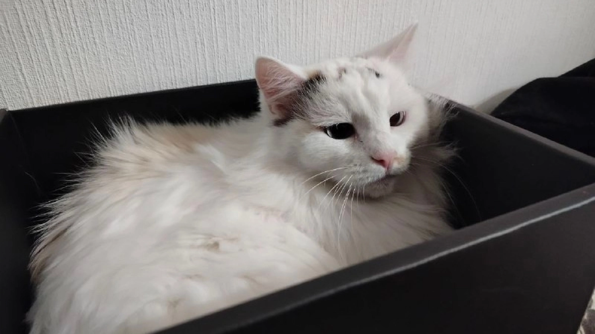 Если кошка вас лижет, не спешите радоваться - зоопсихологи пояснили, зачем питомцы на самом деле так делают