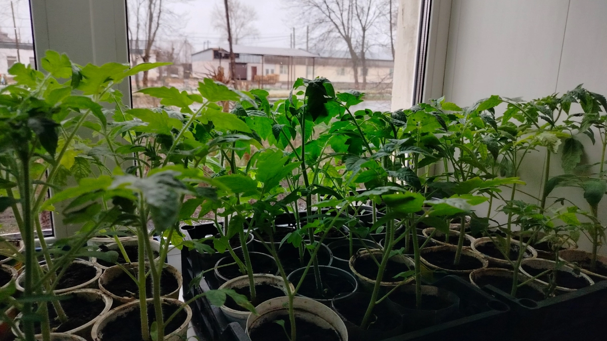 Для утолщения стебля томатам - обязательно: двойная подкормка, если рассада бледная и листья мелкие