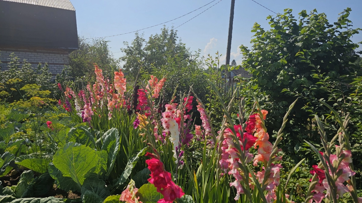 6 цветов, которые нельзя сажать у дома - и вот почему: должен знать каждый садовод