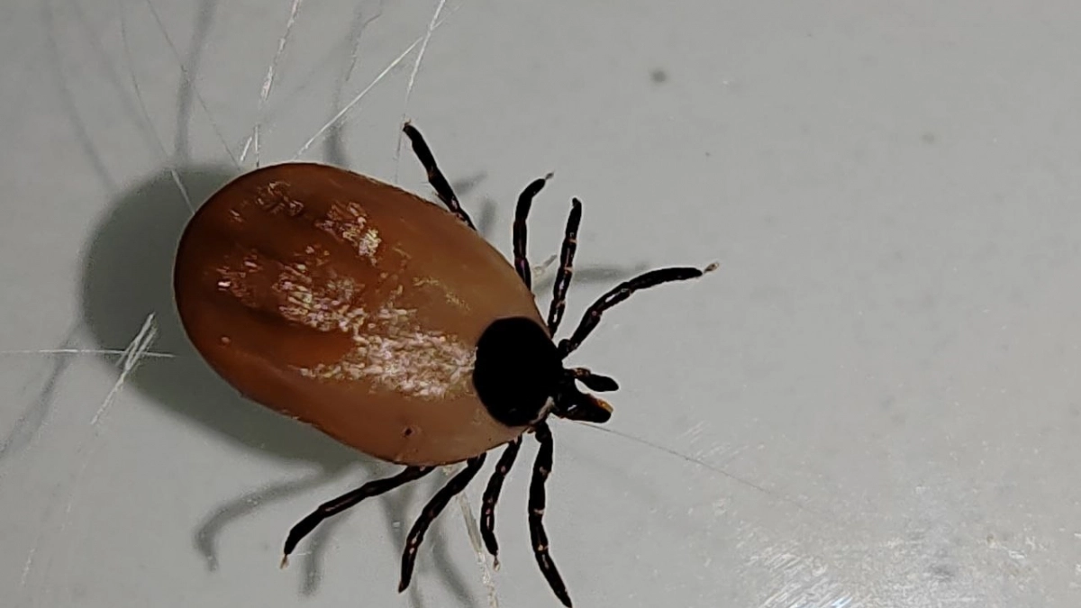 Сажаю этот цветок на участке каждый сезон - клещи боятся его как огня