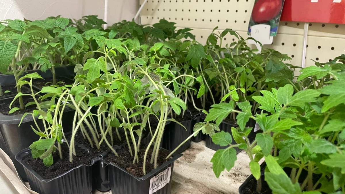 Лунный календарь садовода на май 2026: благоприятные дни для посадки помидоров в открытый грунт