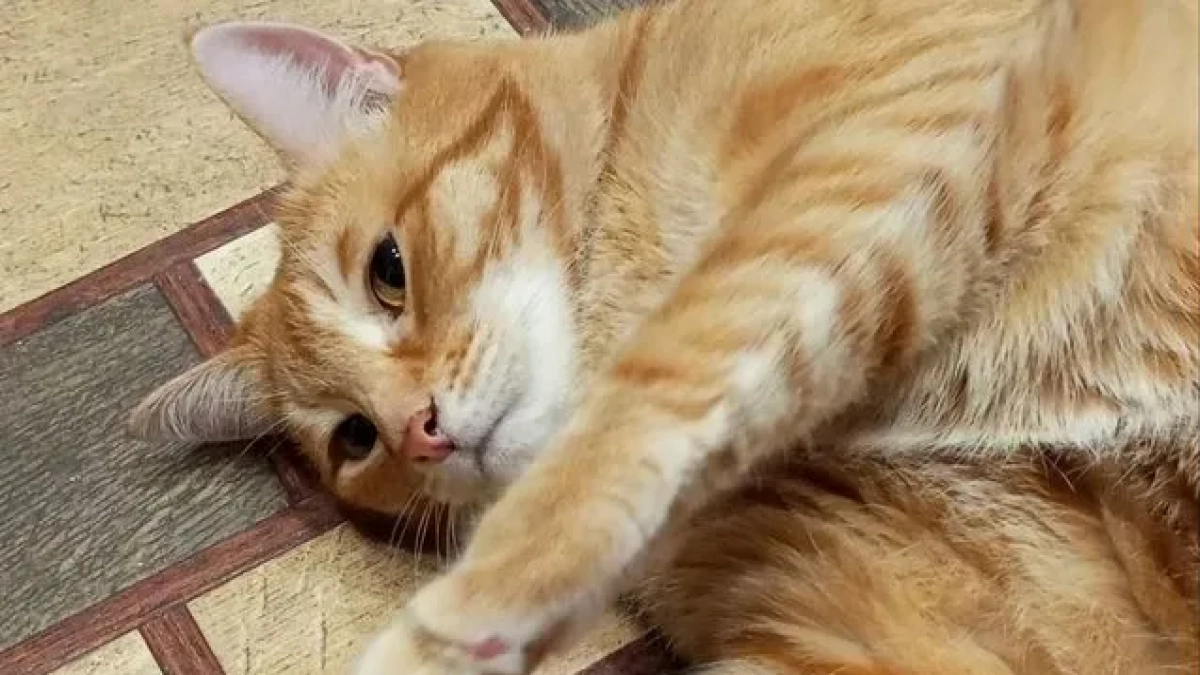 Роскошные домашние любимцы в Кирове: лошади, собаки и кудрявые кошки по цене авто