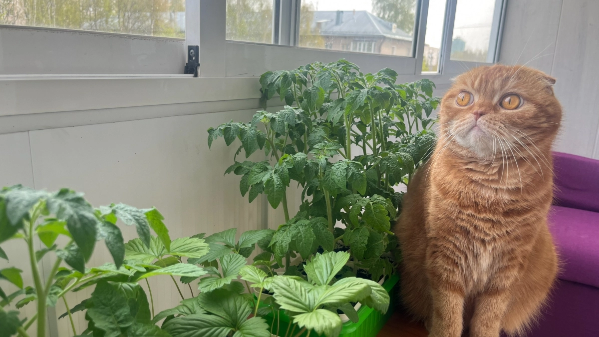 Беру старые капронки - и рассада томатов прет в 3 раза быстрее: бужу сонную на раз-два