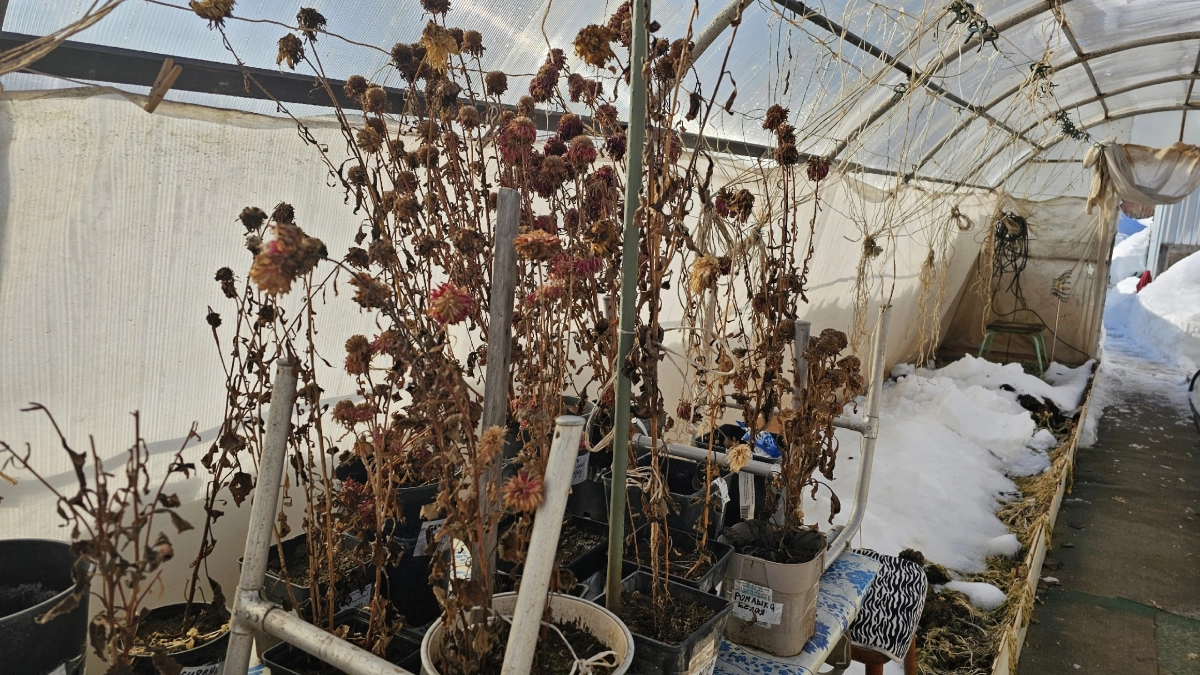 Подсмотрел, как китайцы строят теплые теплицы и сделал также: второй год в восторге - внутри тропики, даже когда на улице -30