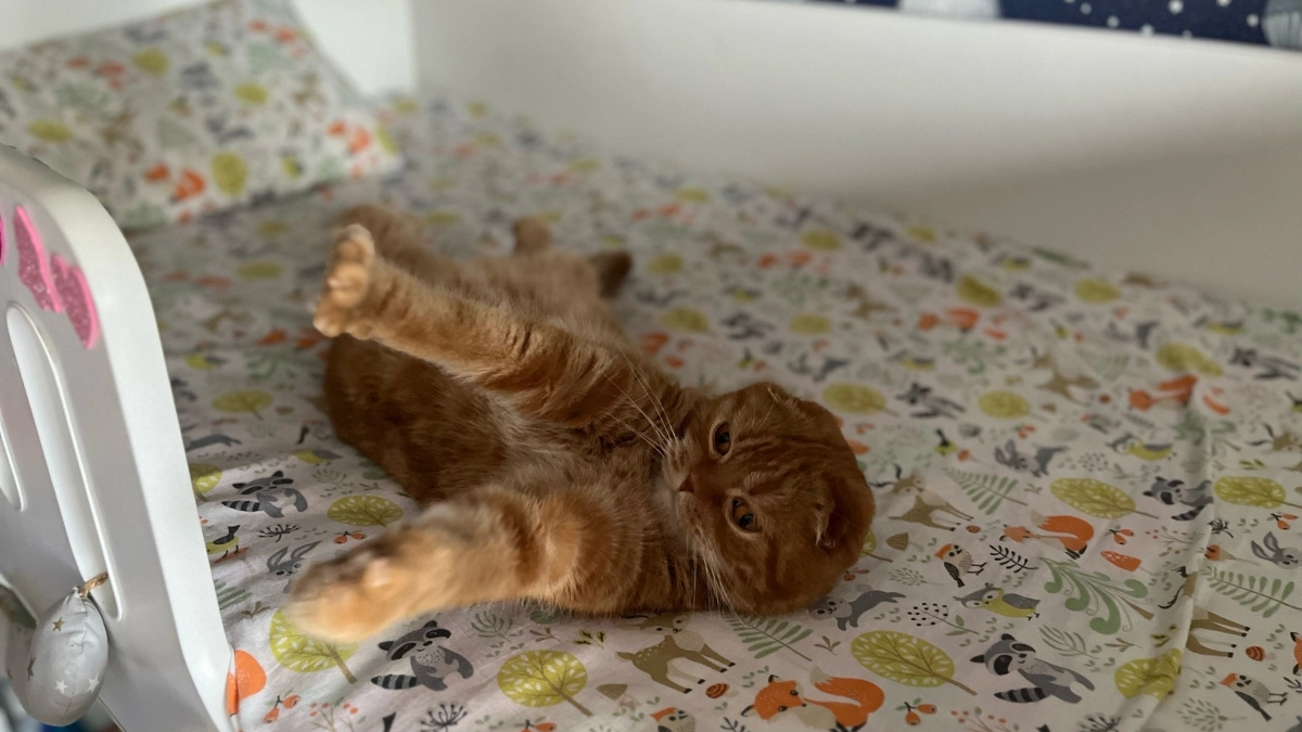 Почему кошка всегда занимает место хозяина на кровати или на стуле