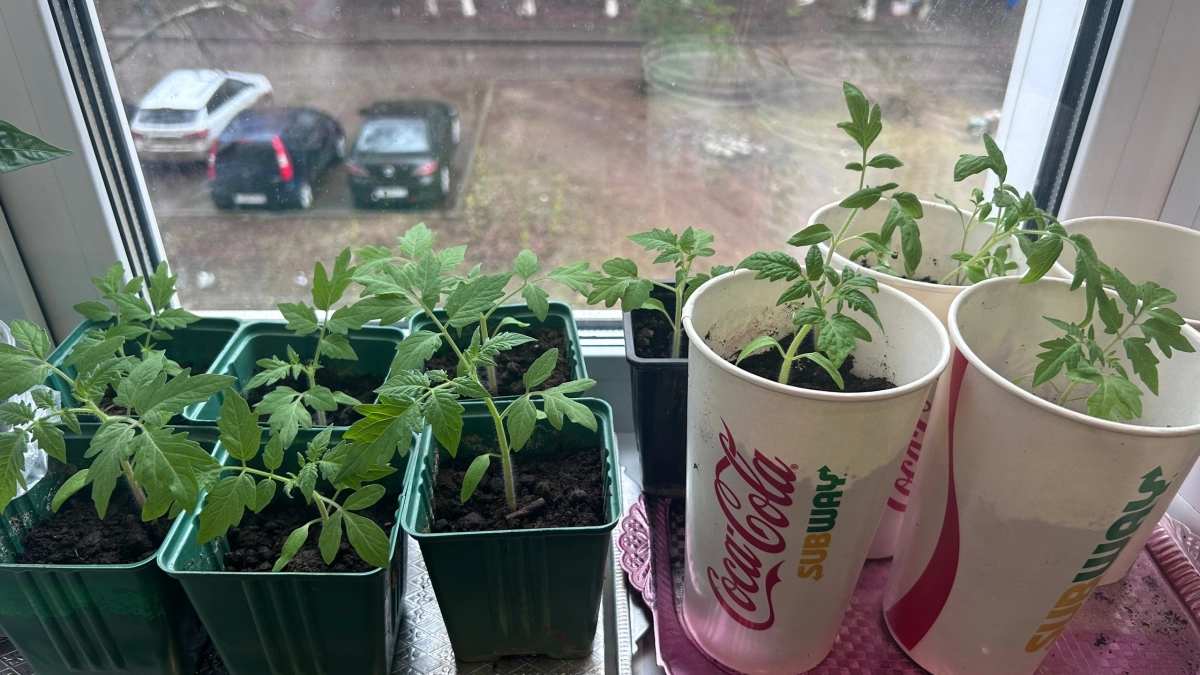 Рассада укрепится на глазах: 2 таблетки на 1 литр - и перцы с томатами станут мощными и стойкими