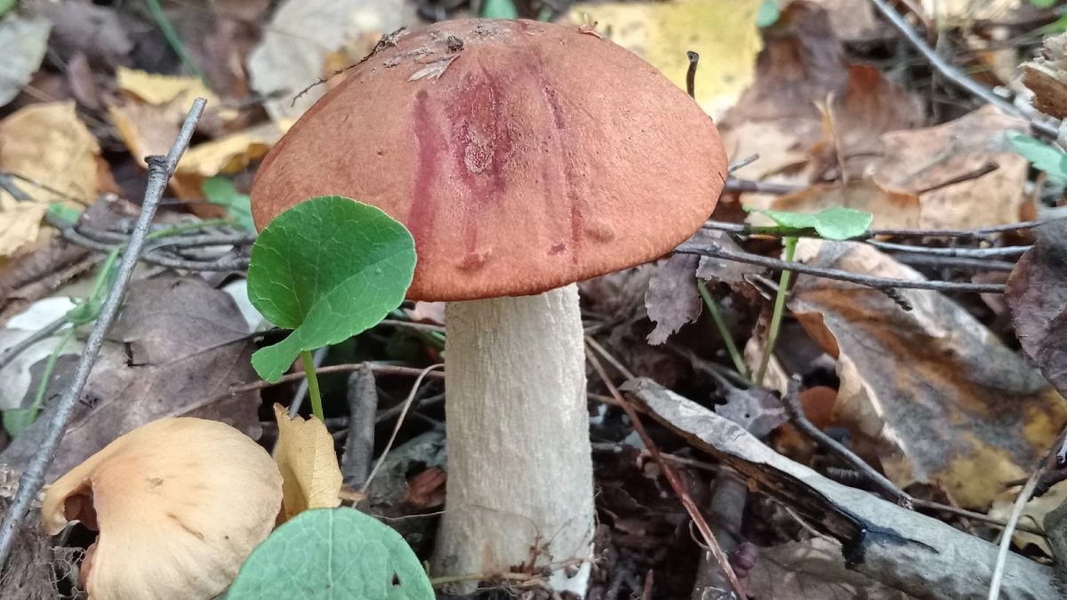 Опасный гриб, из-за которого грибники обходят целые поляны: под кого косит опасный двойник и как его вычислить