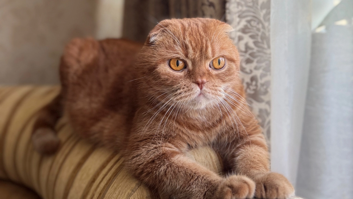 Как кошка "говорит", что ей больно: важные сигналы для хозяев