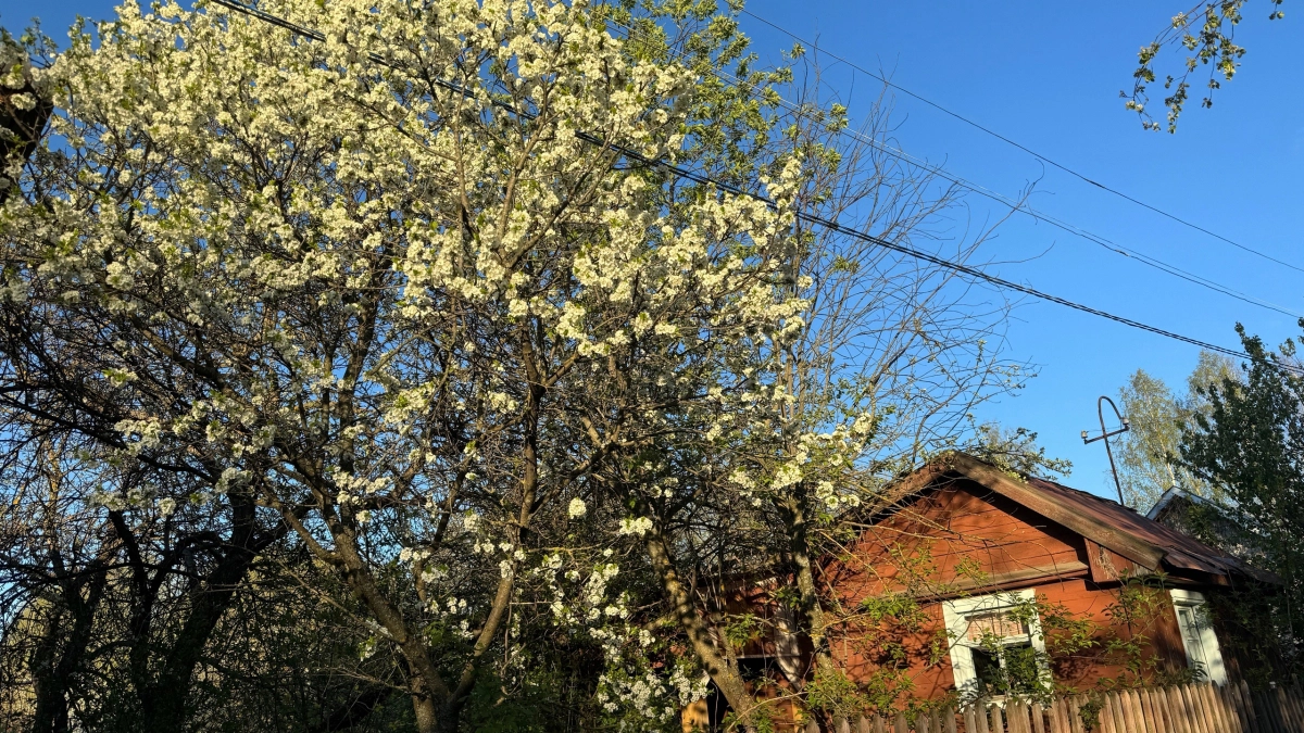Эти деревья медленно губят все вокруг: что категорически нельзя сажать на участке