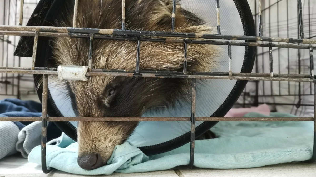 В Кирове зоозащитники пытаются спасти енотовидную собаку