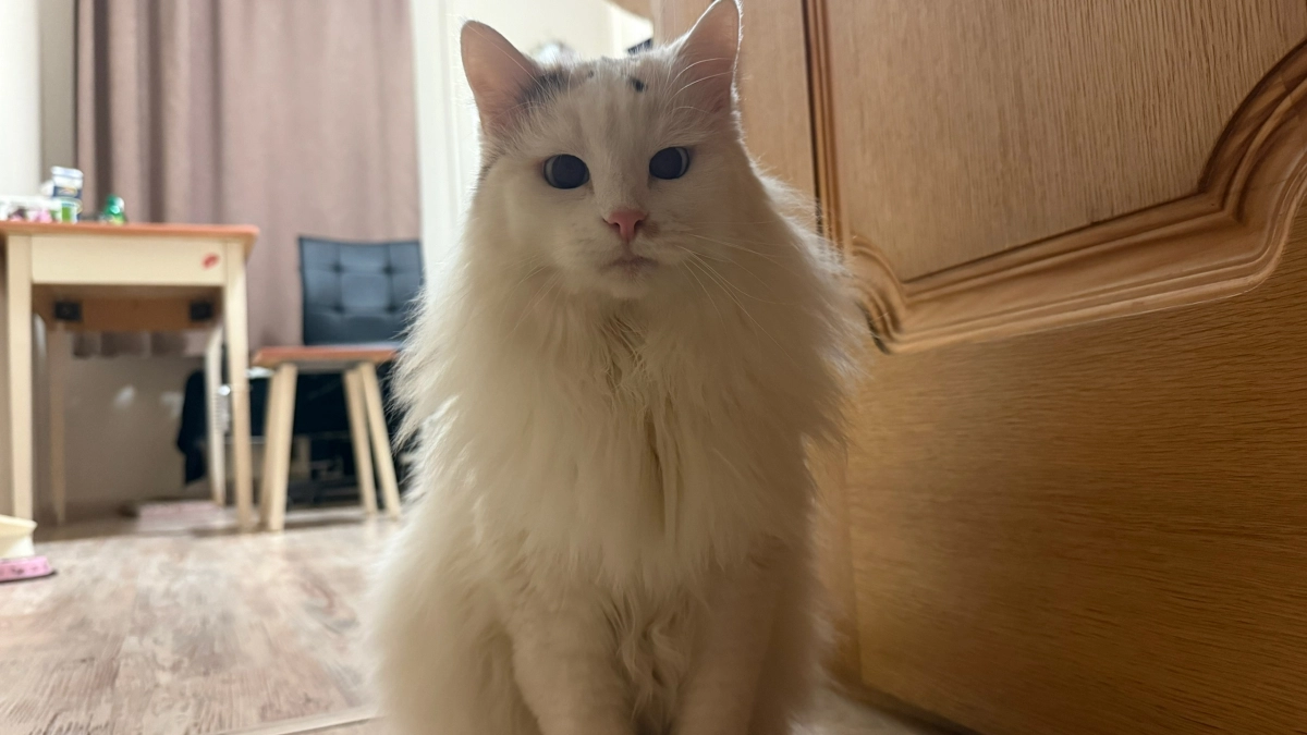 Почему кошка хвостиком ходит за владельцем и даже в туалет? Это, конечно, мило, но причина не всегда проста