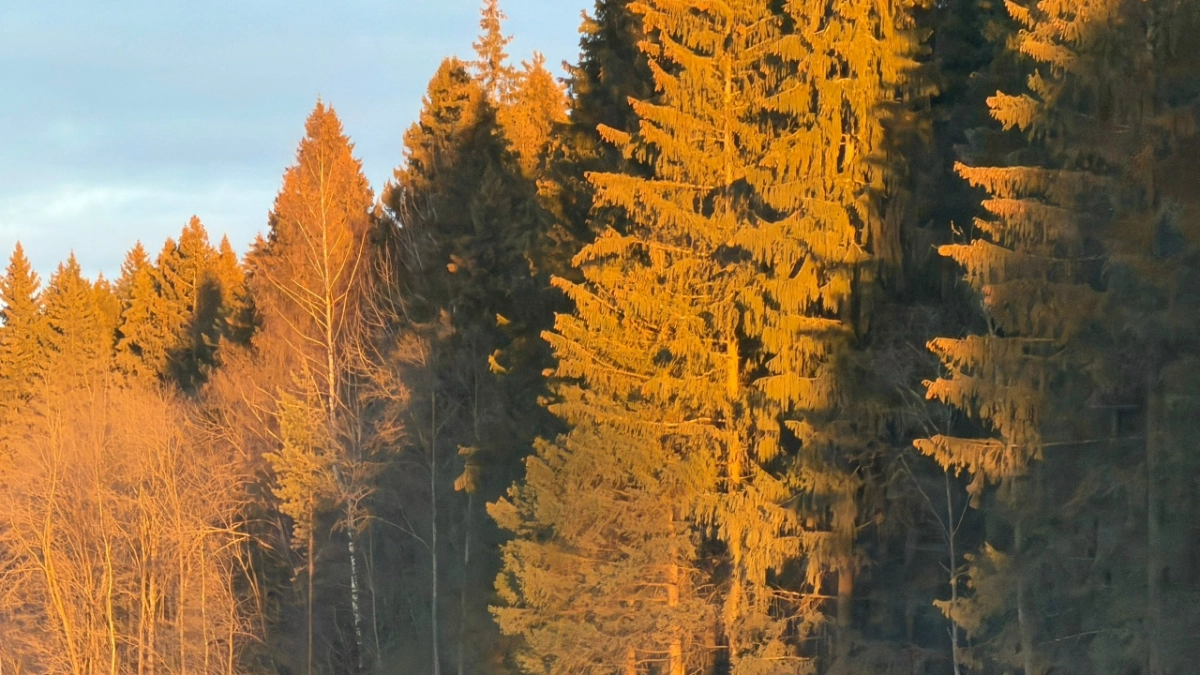 Кировская область доказала готовность к пожароопасному сезону