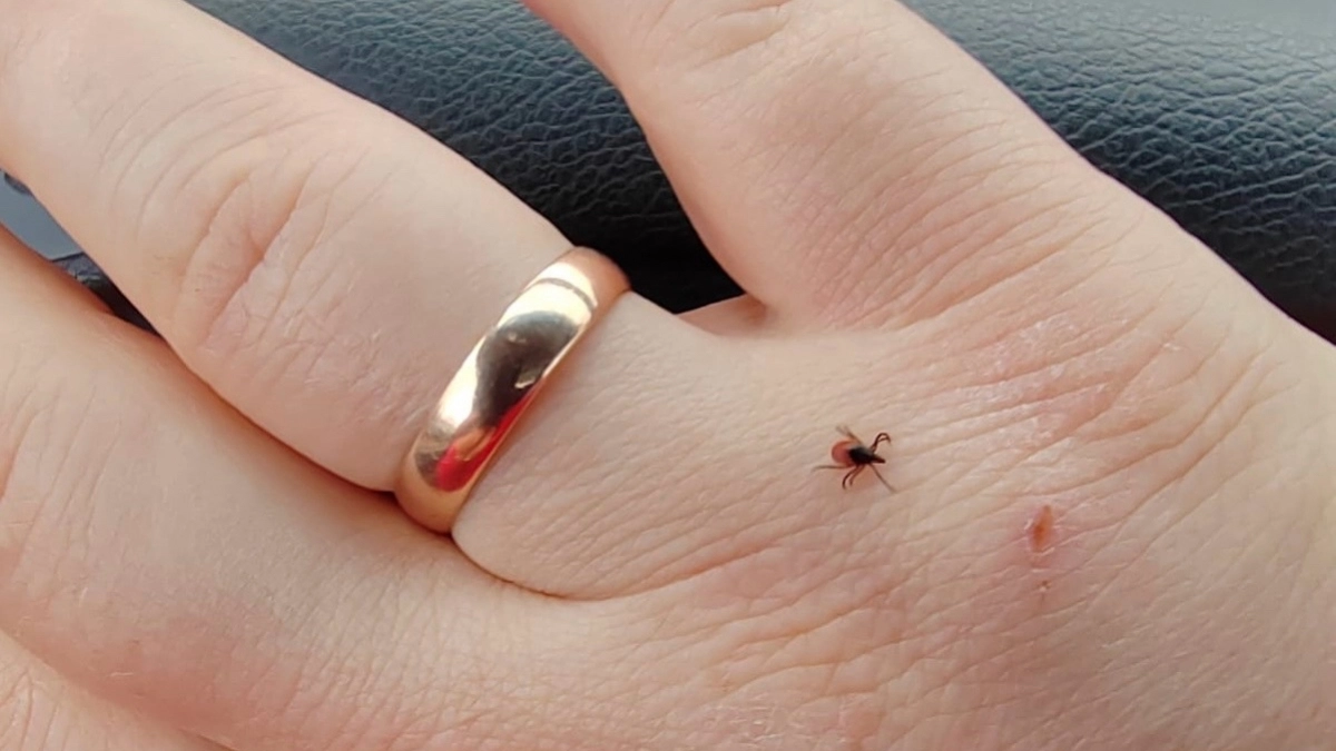 Две капли на носки - и клещи обходят вас десятой дорогой: простая защита для дачников