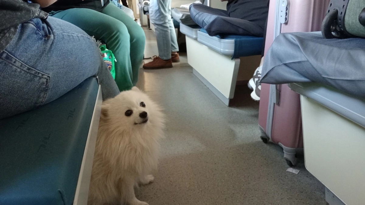 В поездах ввели новые правила для пассажиров с животными - главные изменения