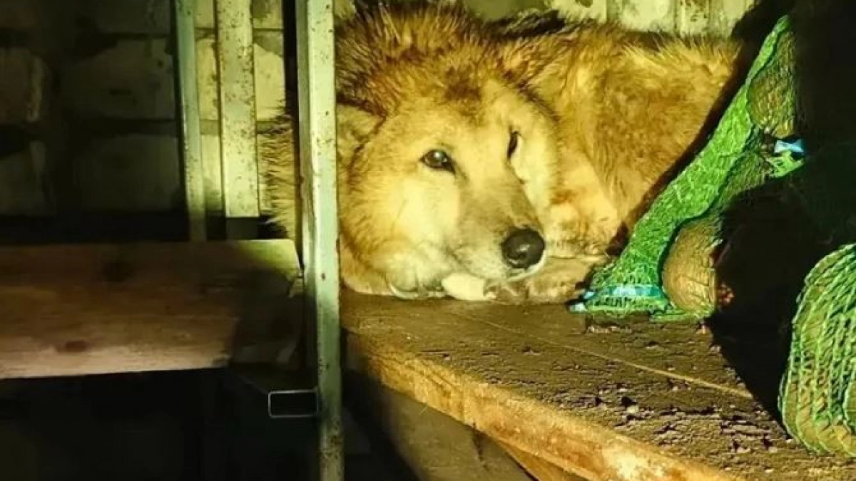 В Суне помощь спасателей потребовалась огромному псу