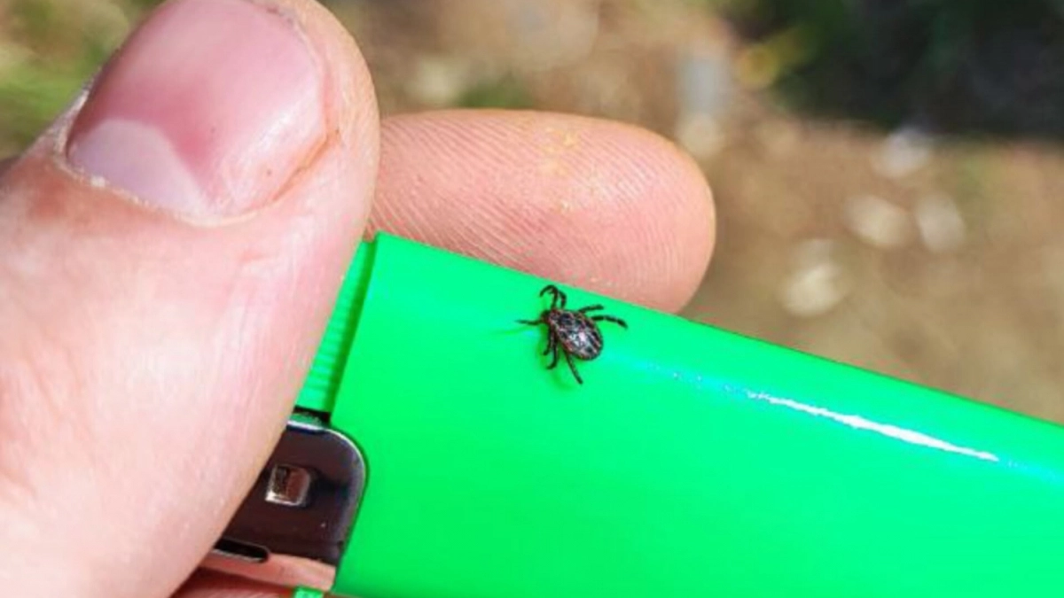 Пользуйтесь аэрозолями от клещей правильно - иначе защита не сработает: четкая инструкция, как наносить спрей