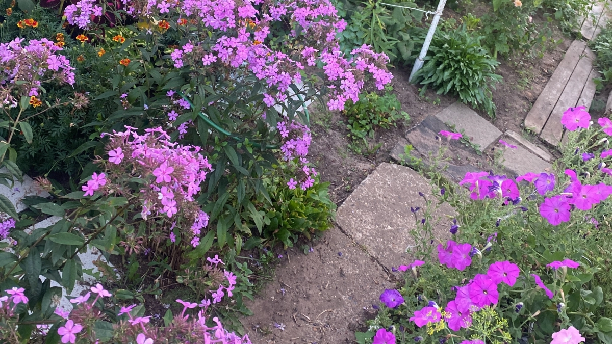Посадил и забыл: 7 садовых цветов, которые размножаются самосевом - идеально для ленивого сада