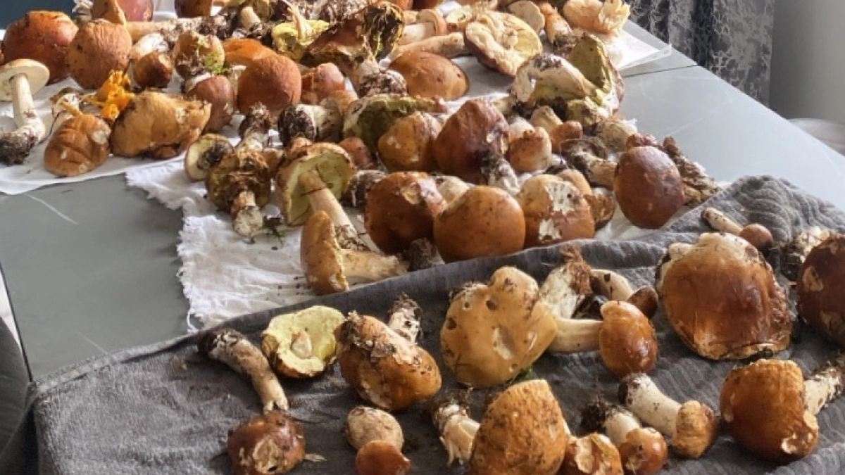 Не кладите это в кастрюлю: врач предупредила о съедобных грибах, которые не годятся для супа