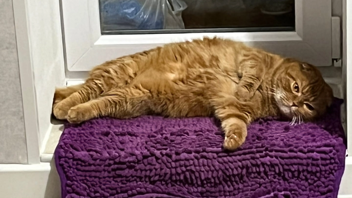 Как кошка выбирает, кого в семье любить сильнее - обязан знать каждый владелец