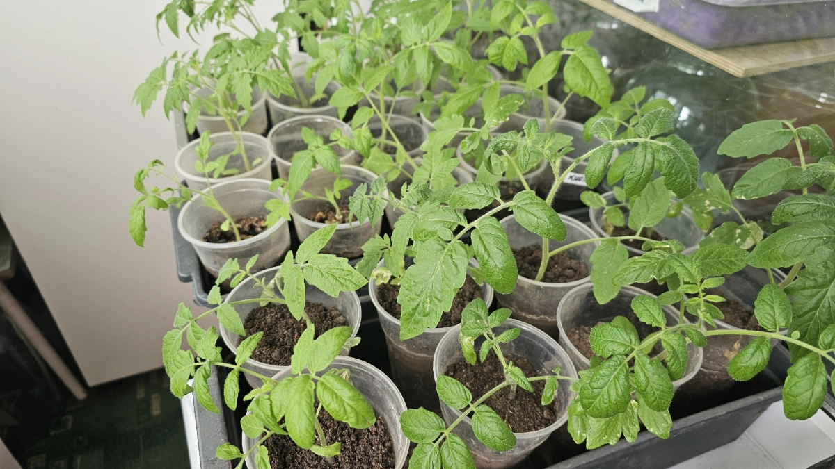 Секрет крепкой рассады после пикировки: всего 5 капель на литр - и корни станут мощными, а стебли - крепкими