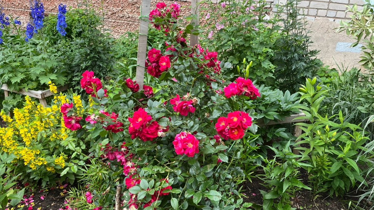 7 многолетников, цветущих без полива и ухода: посадил и забыл, а любуешься все лето