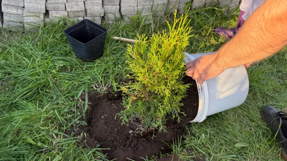 Какие деревья и кустарники посадить, чтобы выгребная яма не переполнялась? Лучшие осушители грунта