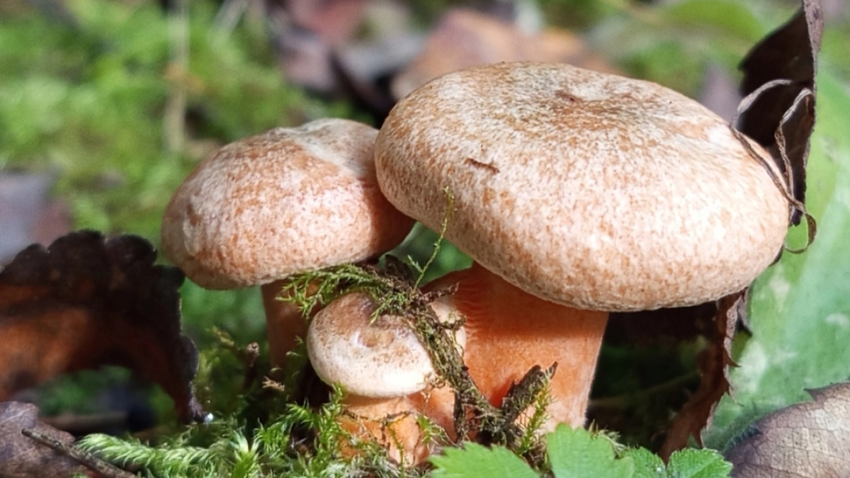 Перенес лесные грибы на свой участок. Раскрываю все тонкости "посева" для будущего урожая