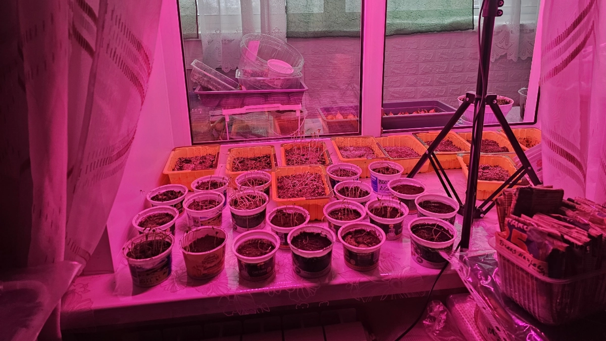 1 ковш в лунку по рецепту агронома - и помидоры попрут как на дрожжах: взбодрите рассаду как следует