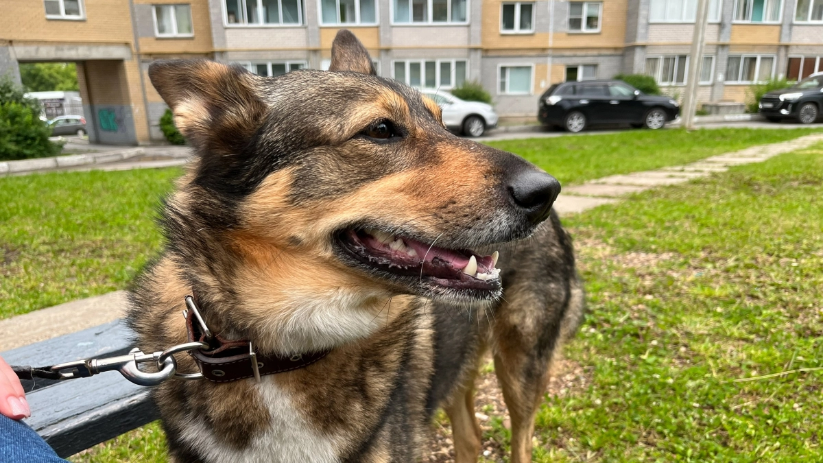 Под Лузой две кусачие собаки принесли серьезные неприятности своим хозяевам