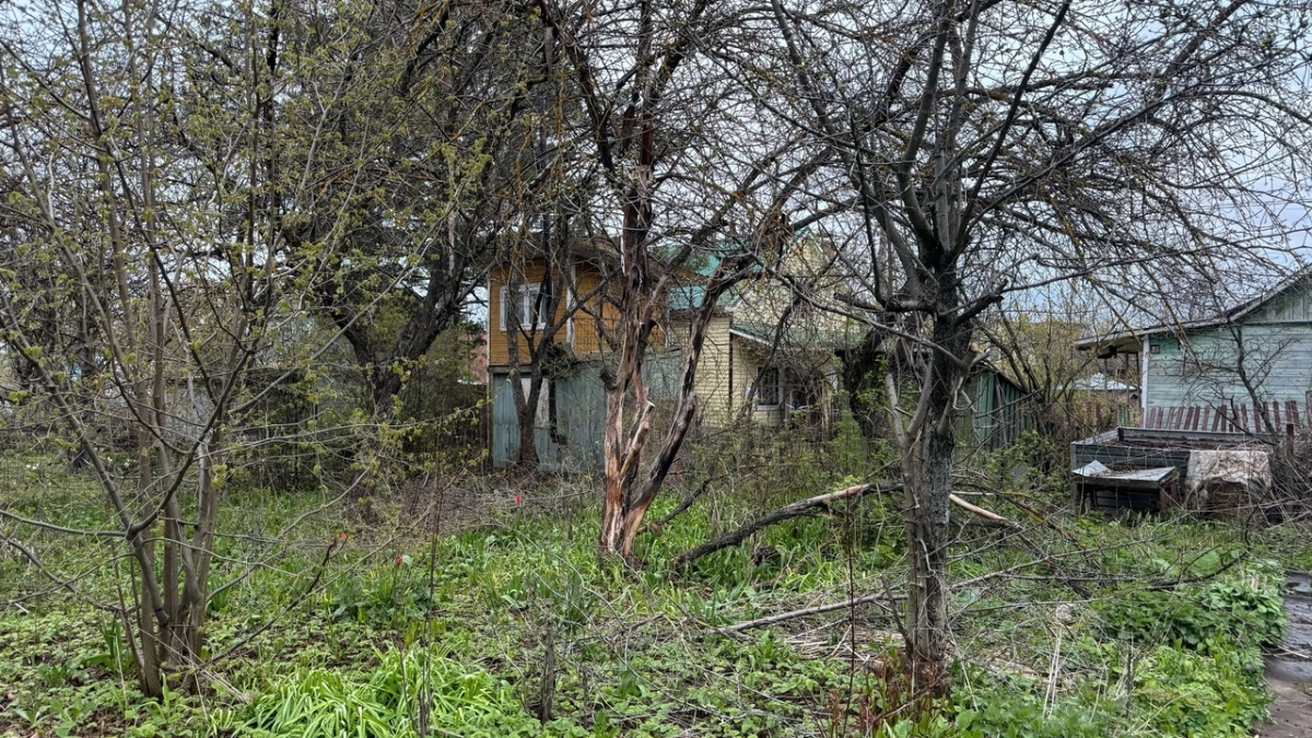 Не выкорчевывайте старые деревья: есть забытый лайфхак, который реанимирует даже чахлые яблони и груши