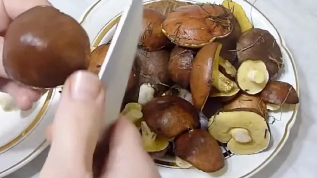 Какие весенние грибы самые вкусные: вот когда и где они растут