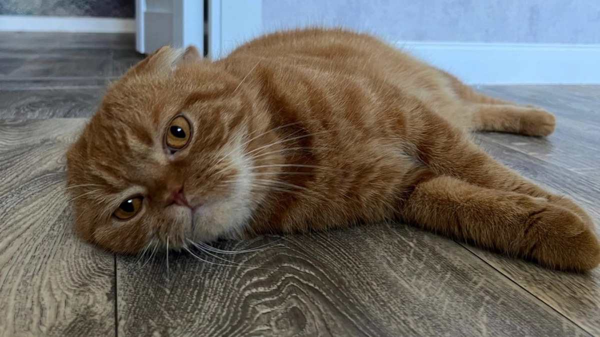 Кот мяукает без причины и ходит по дому? Это не каприз - а сигнал. Почему многие хозяева его игнорируют