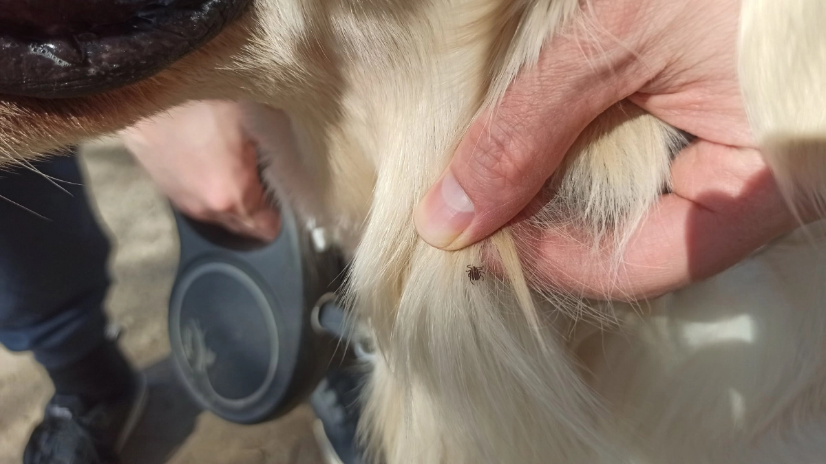 8 запахов, от которых клещи бегут с участка, как полоумные: опытный дачник научил избавляться от этих паразитов