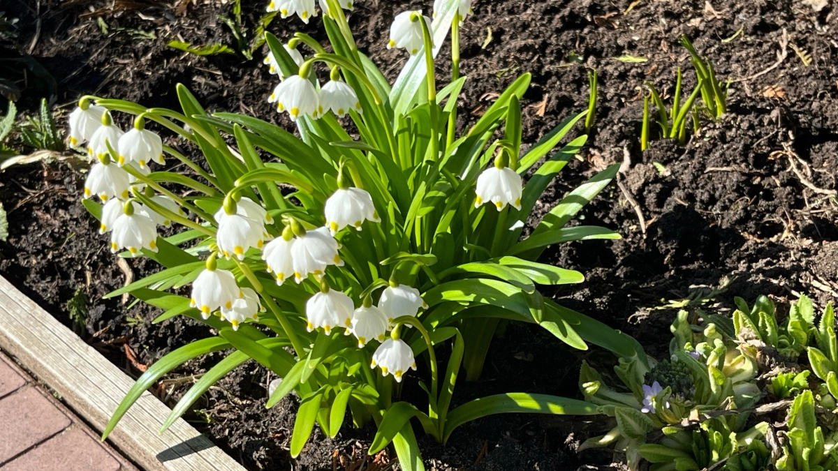 Эти цветы вообще нельзя выращивать на участке - а мы ошибочно считаем безобидными