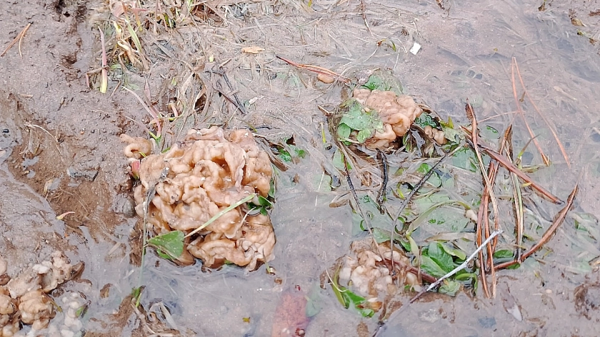 Сморчки и строчки: главные отличия, чтобы не положить в корзину отраву - рекомендации биолога