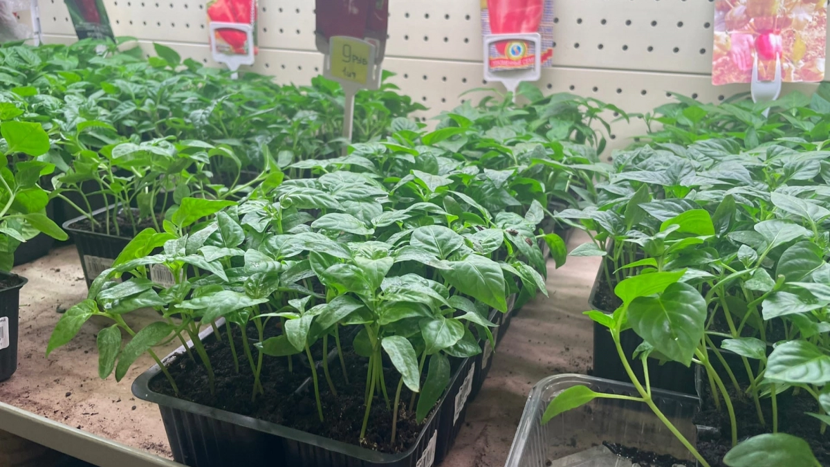 Вместо хилых ростков - дубки: развожу 1 столовую ложку в ведре - и рассада перцев с томатами прет как на дрожжах