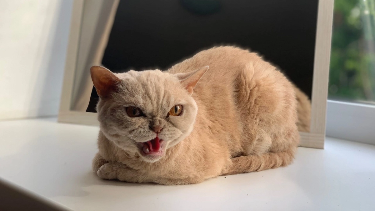 Ни шерсти, ни запаха: лучшие гипоаллергенные породы кошек - выбирайте свою