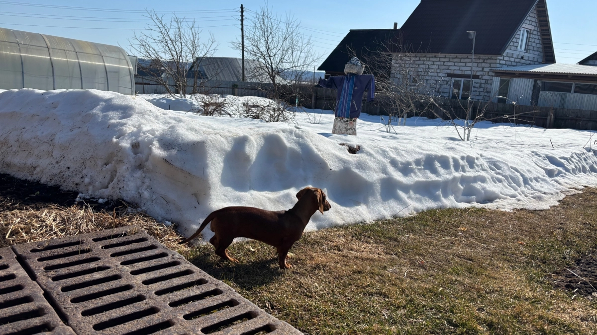 Хотели тишины и природы, но через год сбежали: почему в деревне остаться сложнее, чем кажется