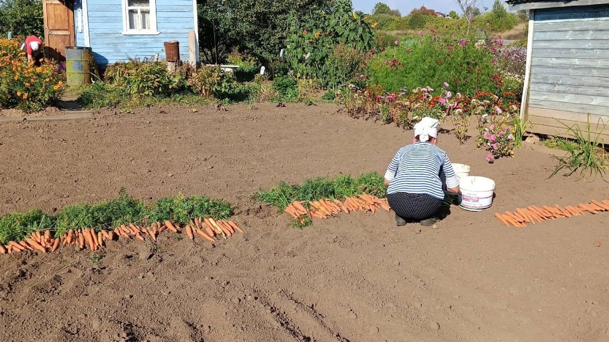 Когда сажать морковь и свеклу в мае 2026 - названы идеальные даты