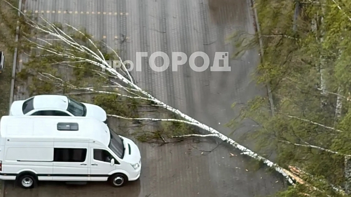 В Кирове на фоне непогоды ГЖИ обеспокоилась наличием опасных деревьев во дворах