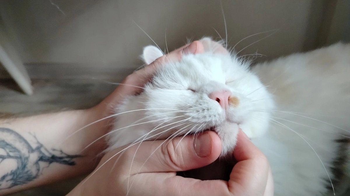 Почему кошка кусается, когда ее гладишь - это должен знать каждый хозяин