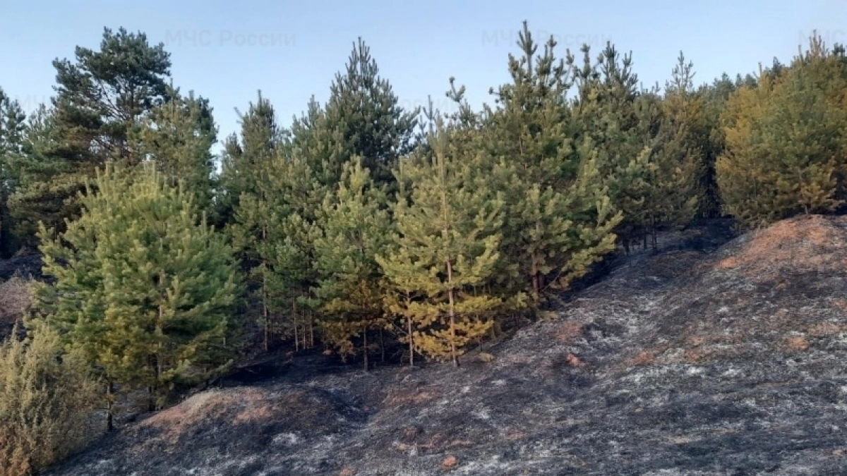 Первый лесной пожар на территории Кировской области произошел под Советском
