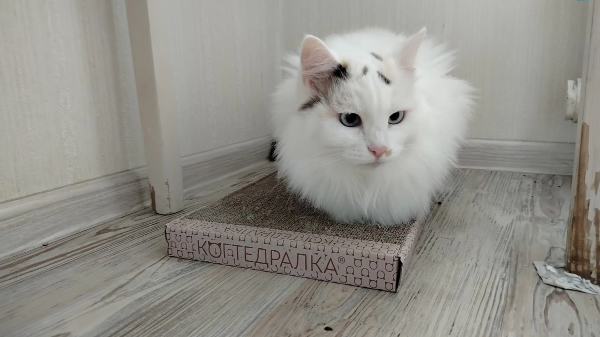 Кошка обходит диван за метр: быстро отучил питомца драть мебель - результат поражает